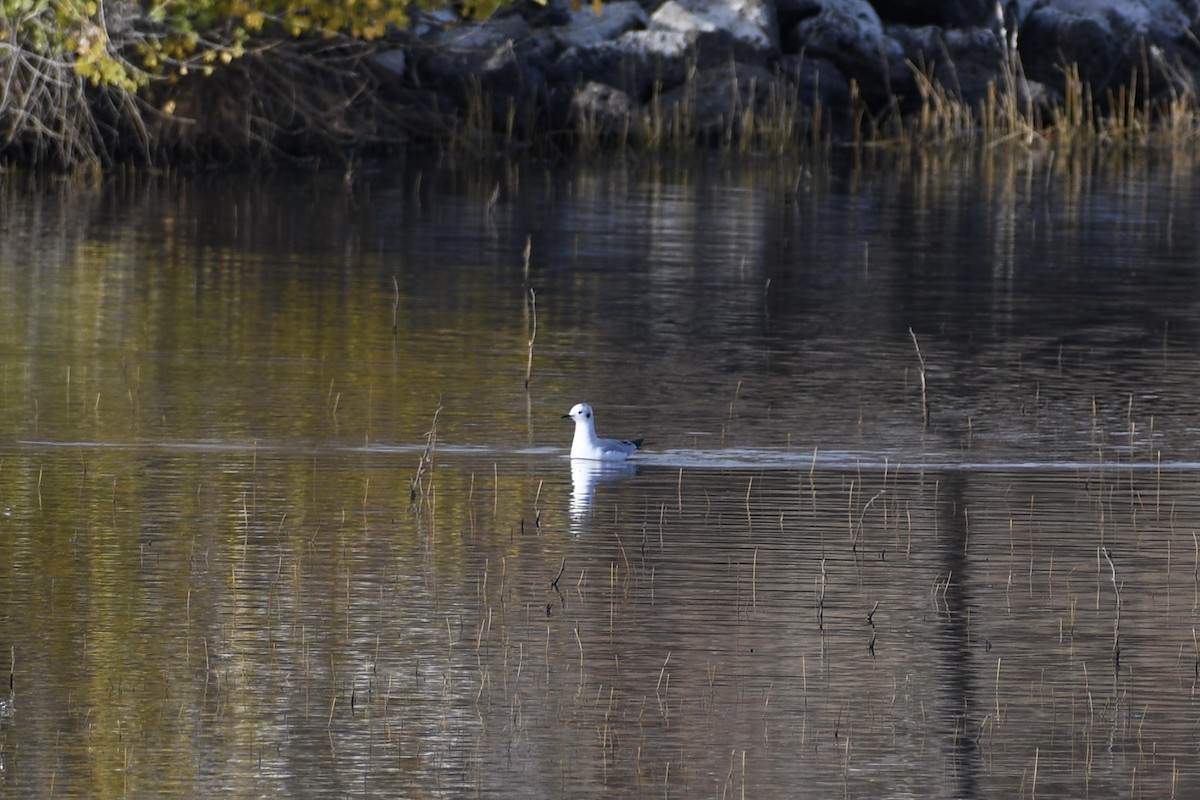 Bonaparte's Gull - Jon Orona