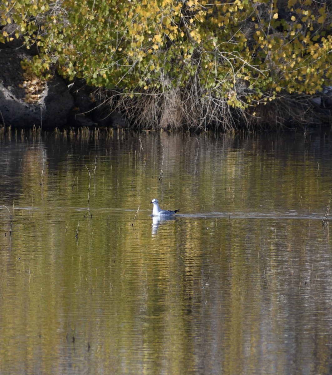 Mouette de Bonaparte - ML388789081