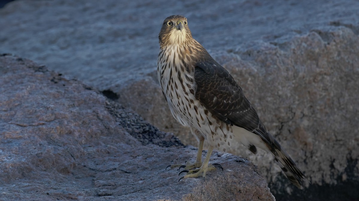 Cooper's Hawk - ML388789731