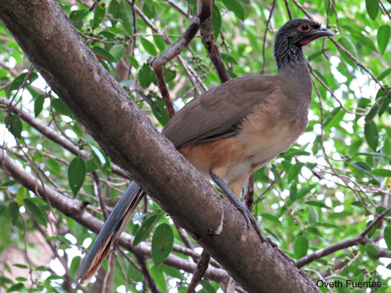 West Mexican Chachalaca - Oveth Fuentes