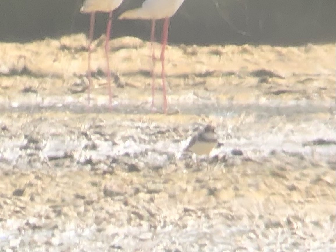 Semipalmated Plover - ML388790791