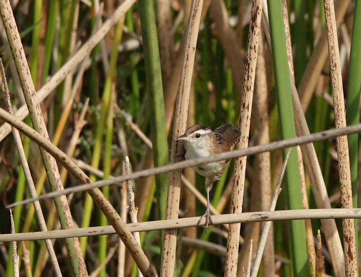 Marsh Wren - Kathryn Young