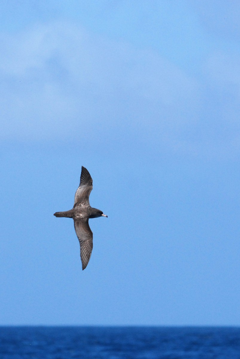 Pink-footed Shearwater - Ken Chamberlain