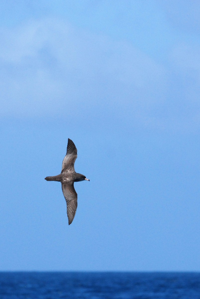 Pink-footed Shearwater - ML38879211