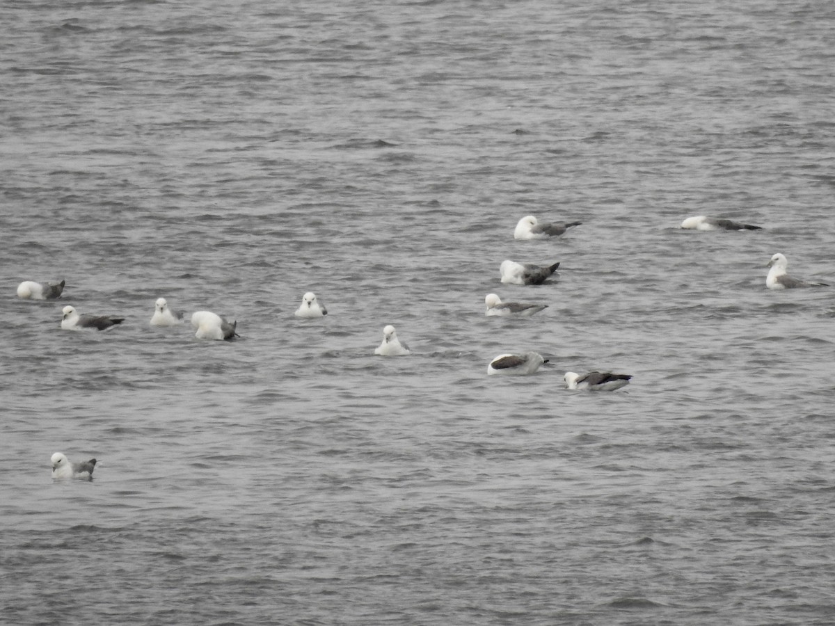 Northern Fulmar - Jean-Marc Emery