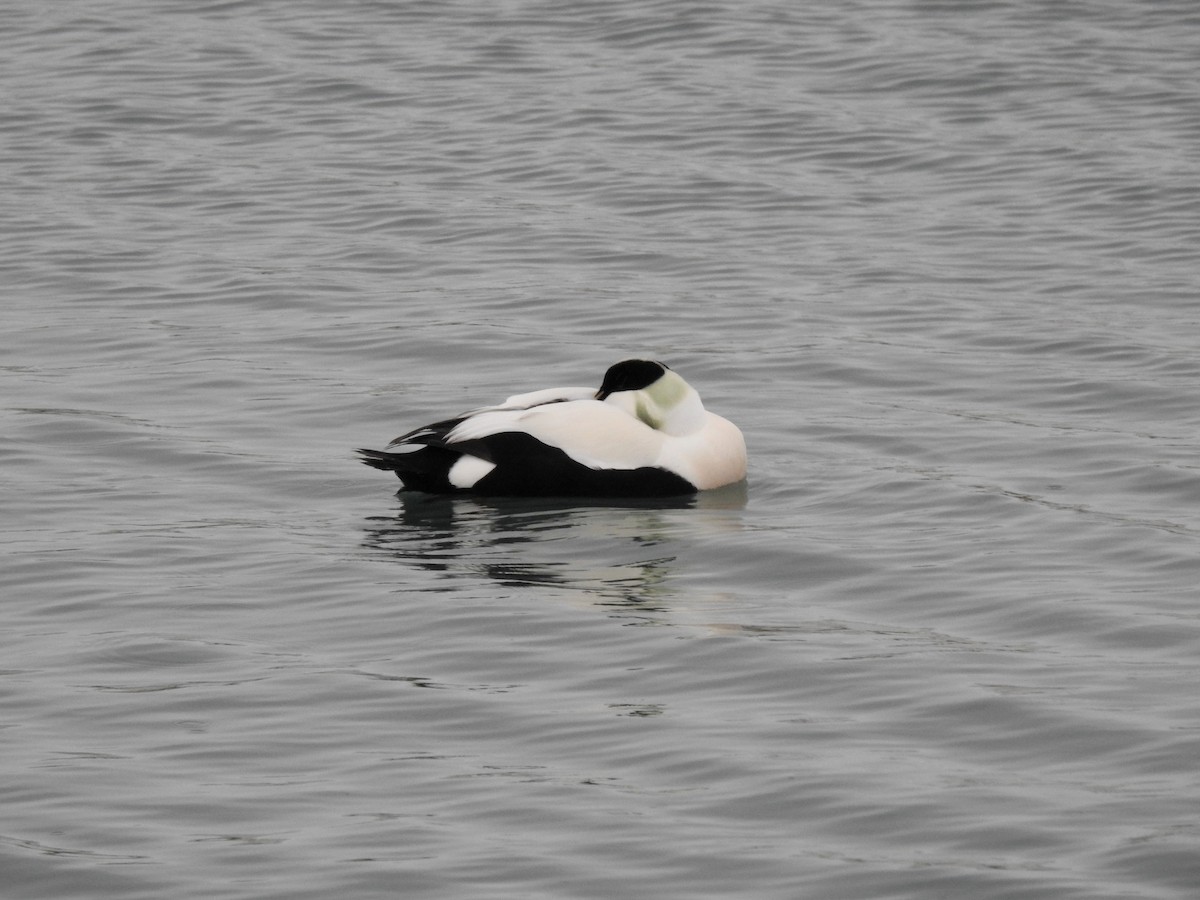 Common Eider - ML388792651