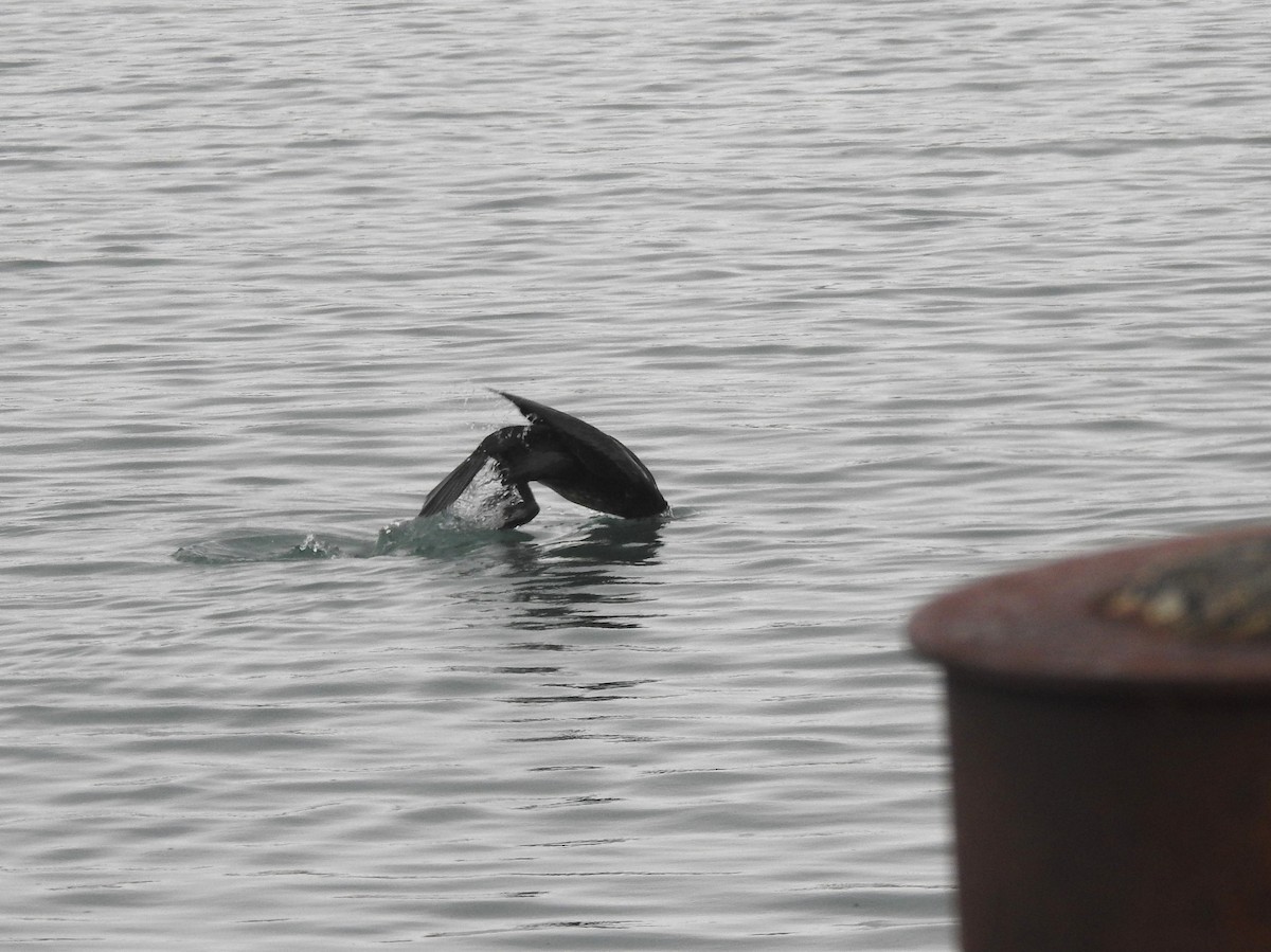 Great Cormorant/European Shag - ML388792951