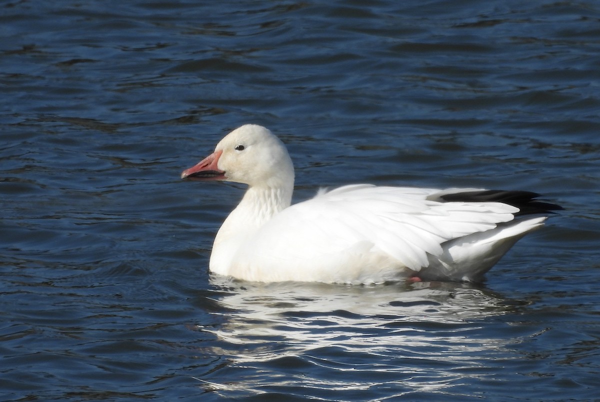 Snow Goose - ML388793941