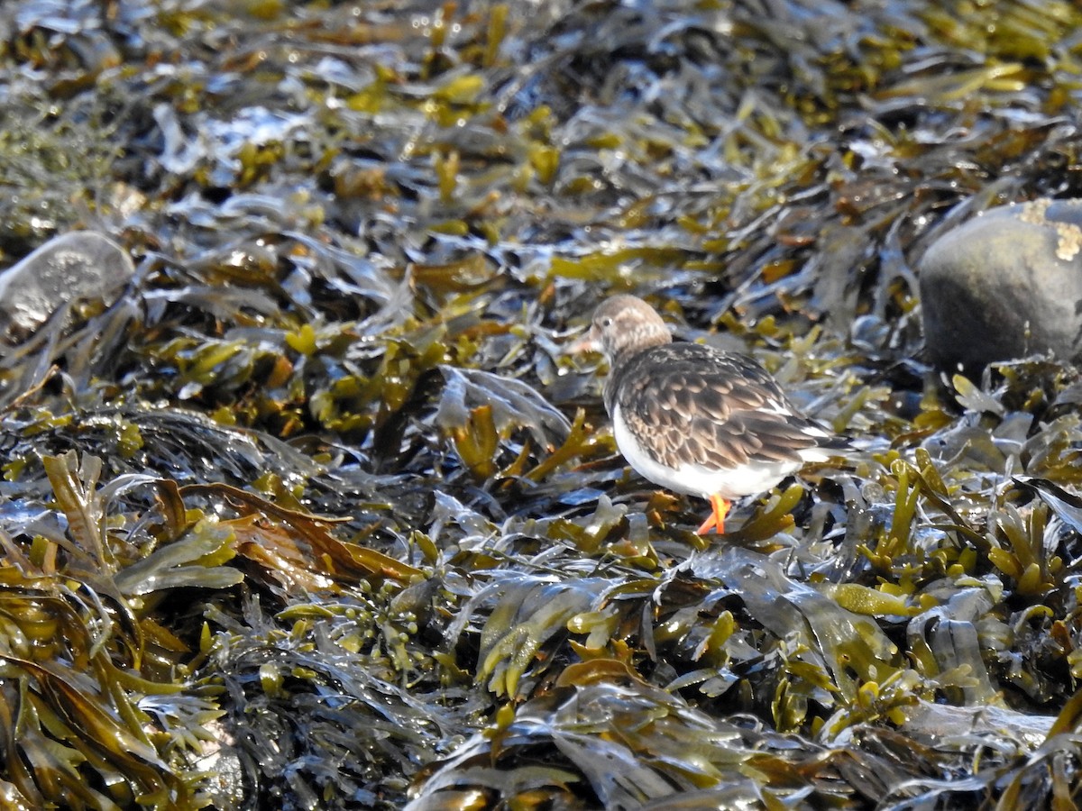 Ruddy Turnstone - ML388794401