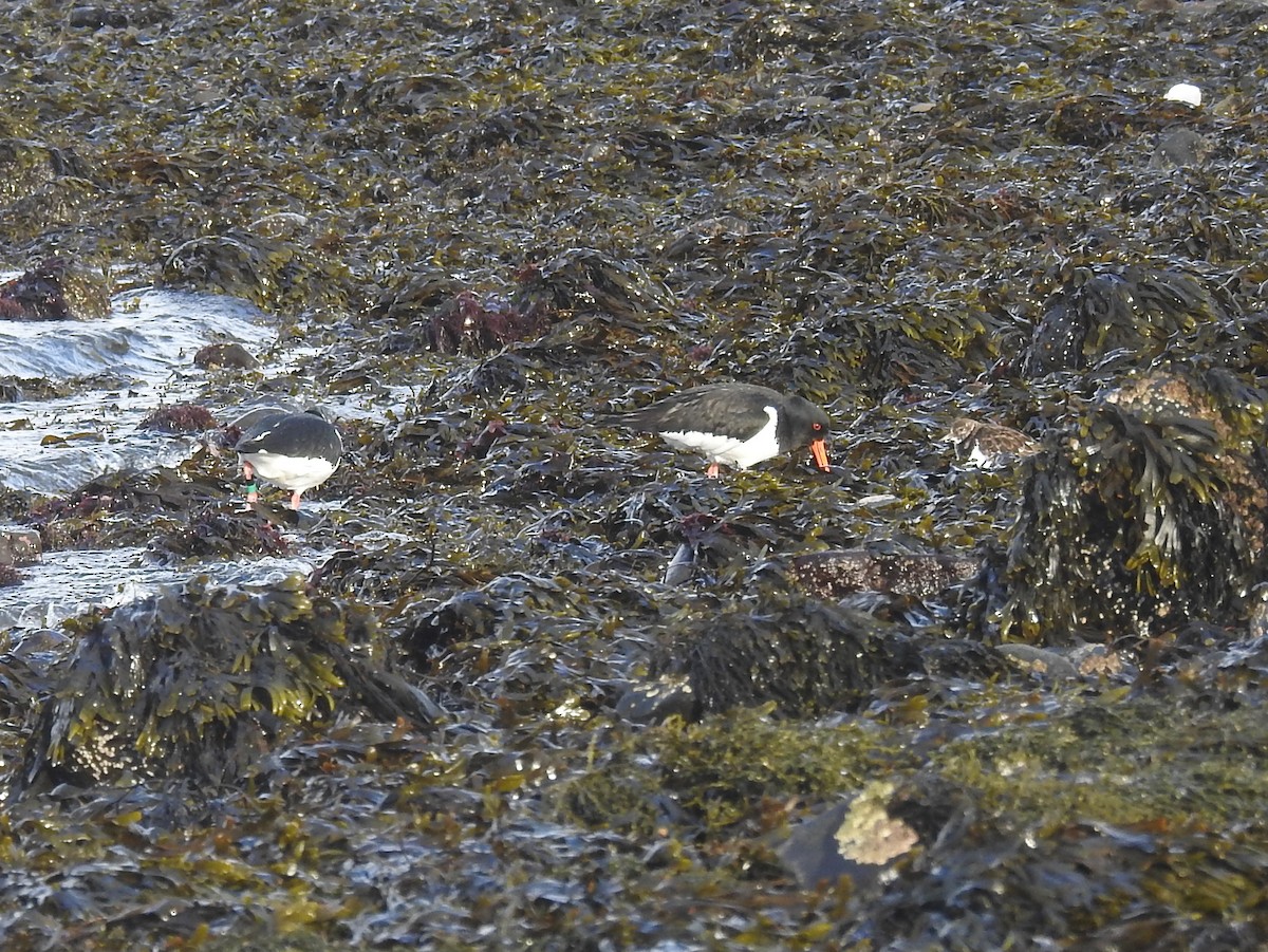 Ruddy Turnstone - ML388794431