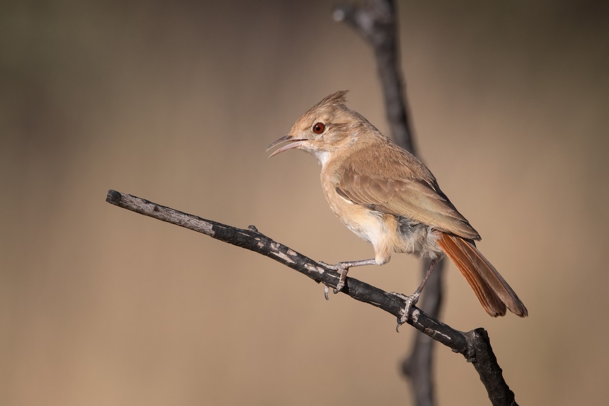Crested Hornero - Pablo Re