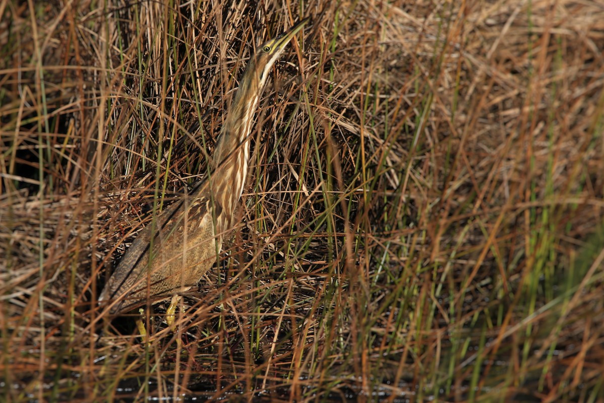 American Bittern - ML388795671