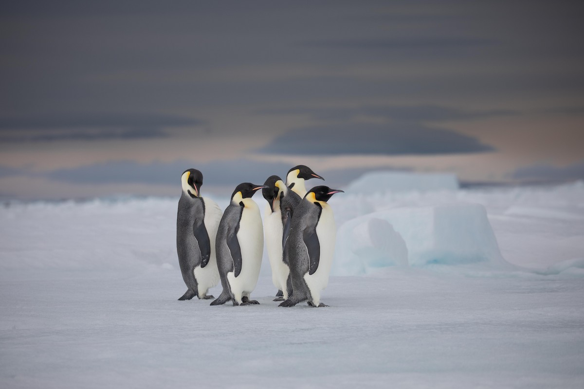 Emperor Penguin - ML388795871