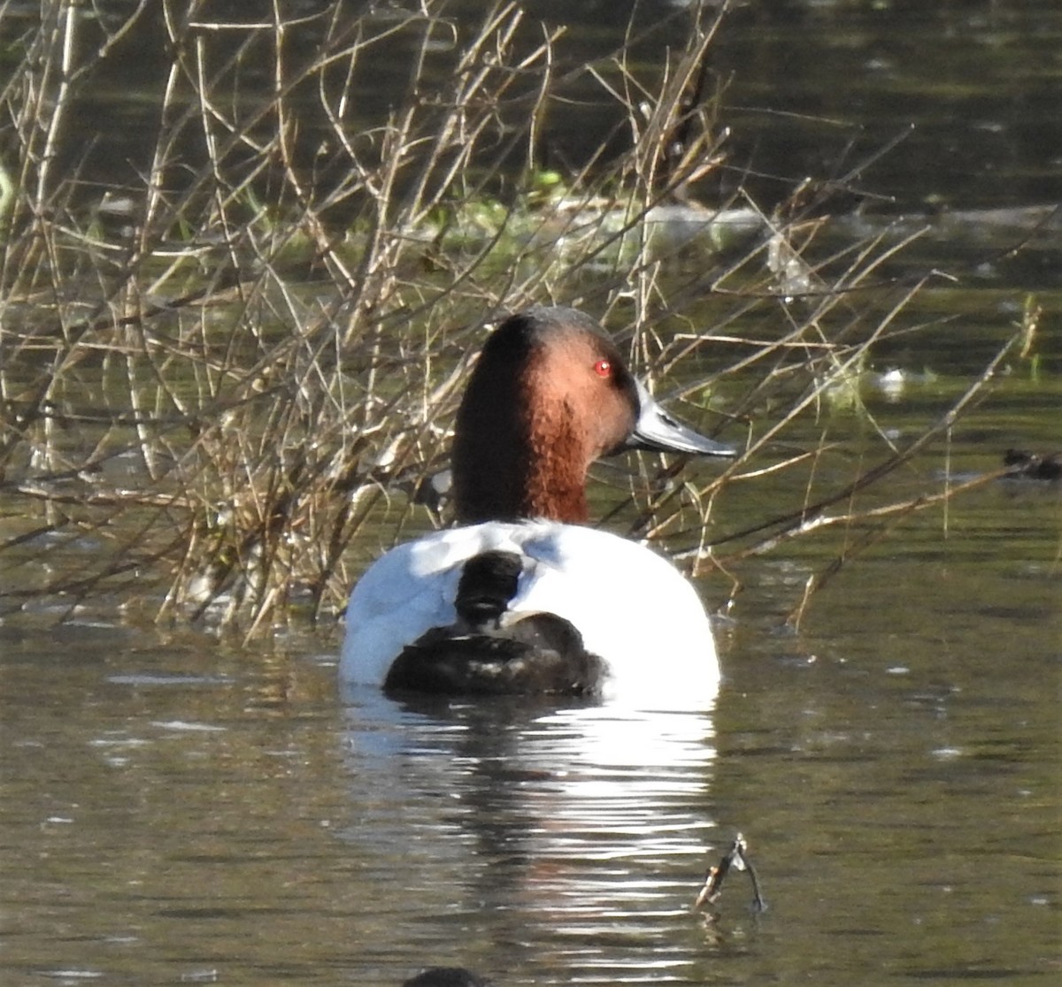 オオホシハジロ - ML388796131