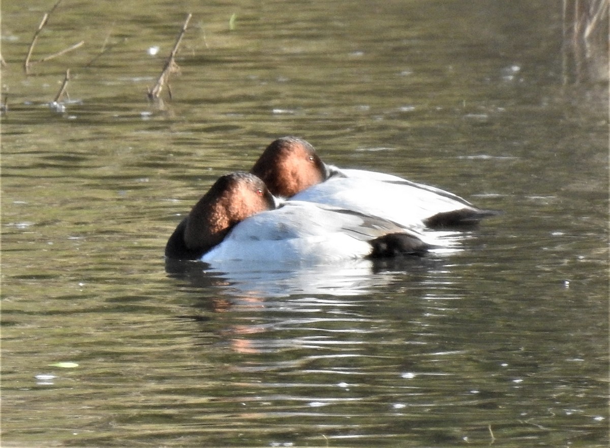 オオホシハジロ - ML388796141