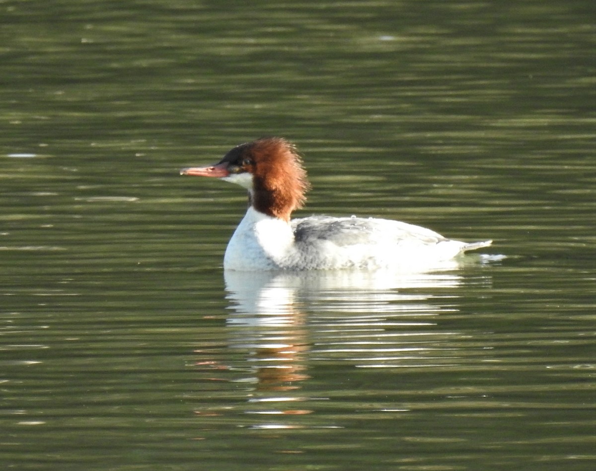 カワアイサ - ML388796191