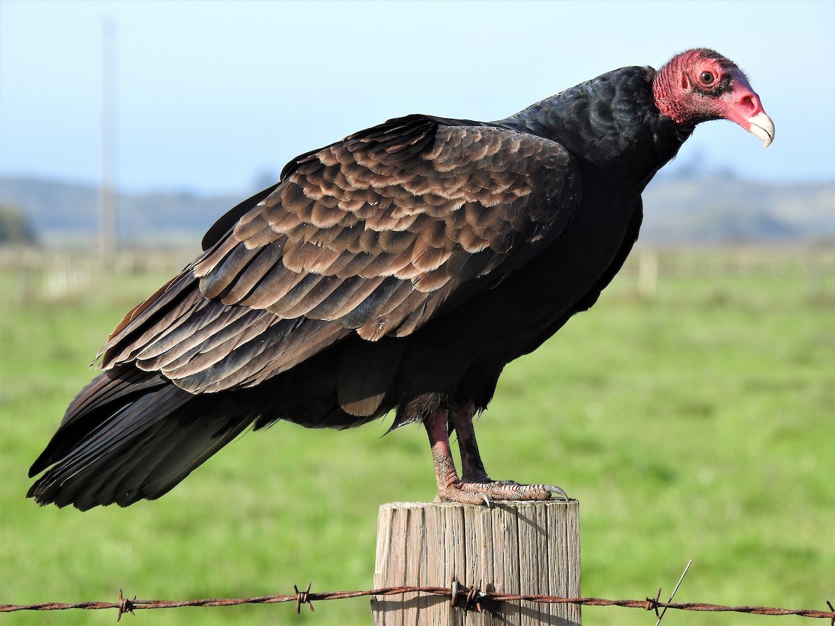 ヒメコンドル - ML388796271