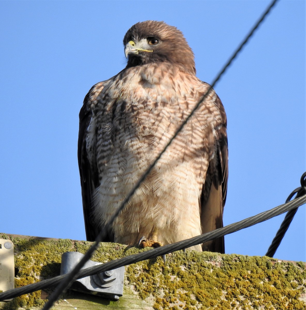 アカオノスリ - ML388796331