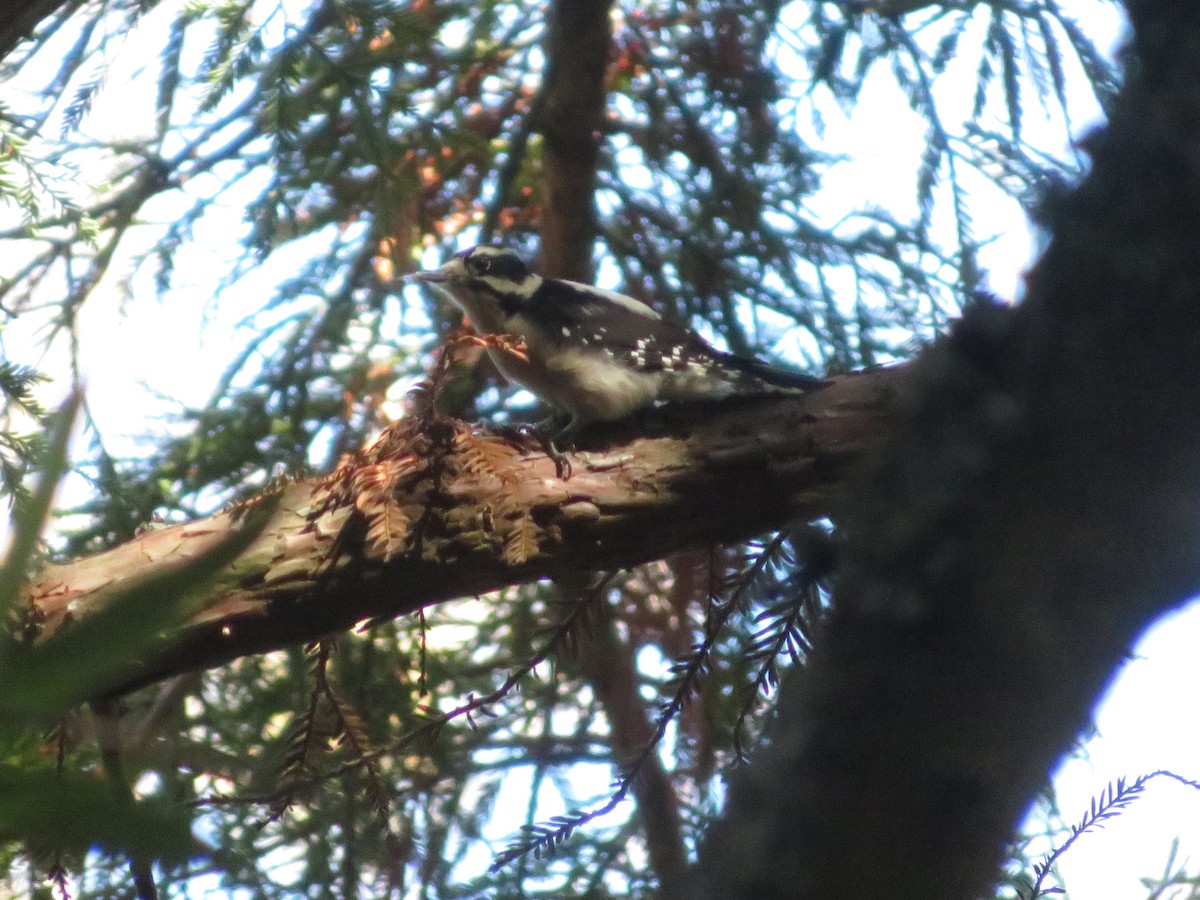 Downy Woodpecker - ML388797001