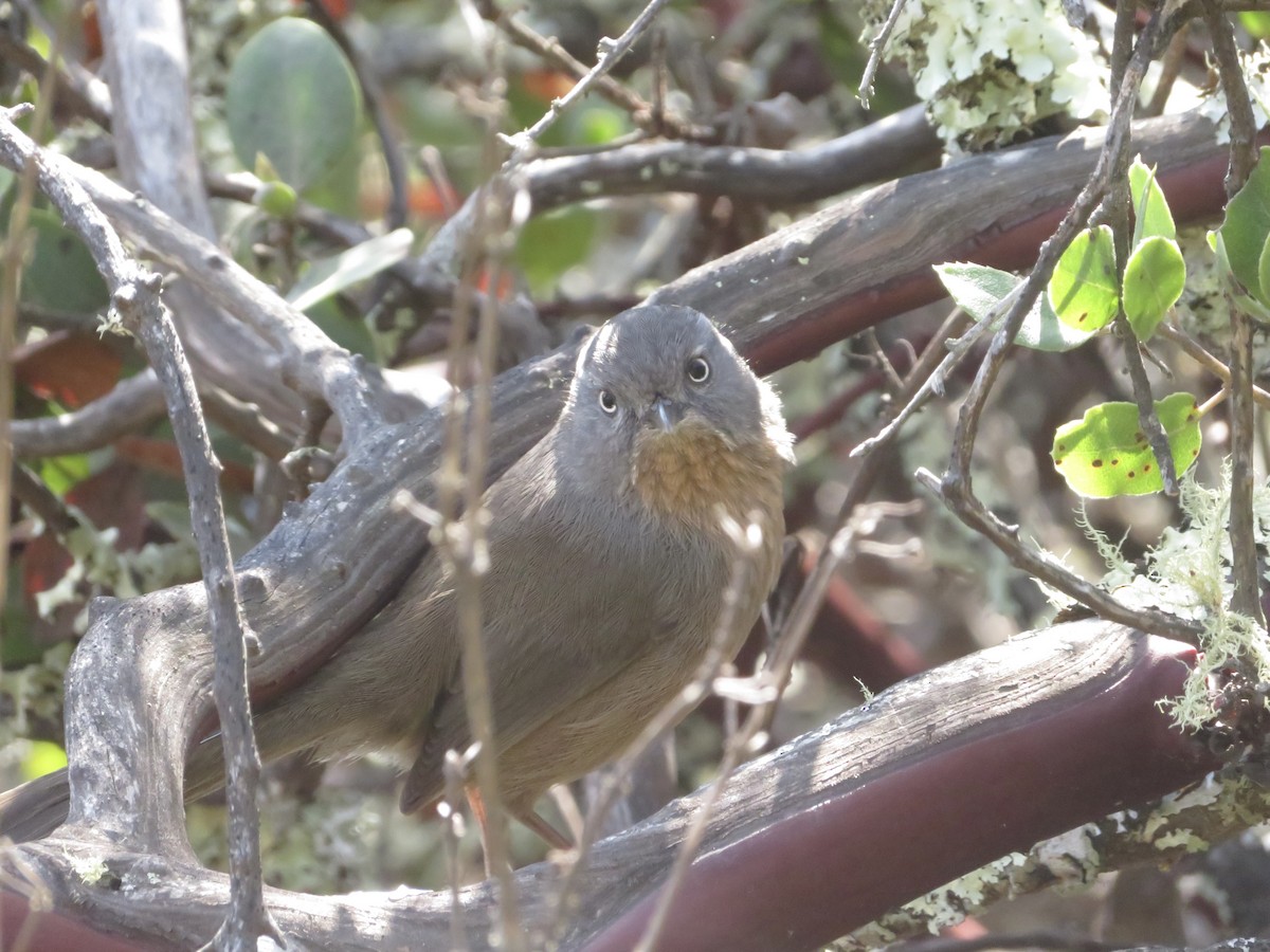 Wrentit - ML388797241