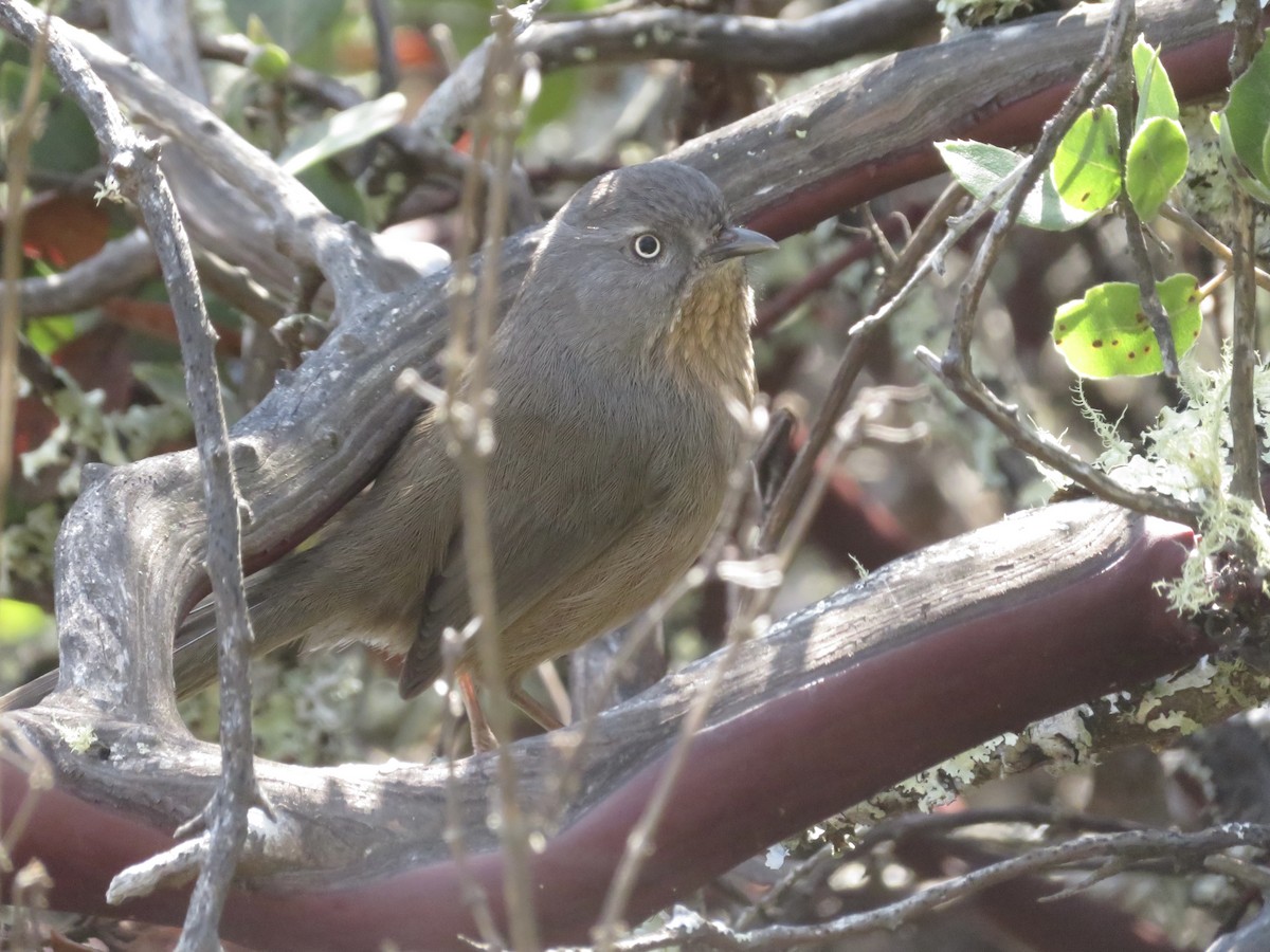 Wrentit - ML388797261