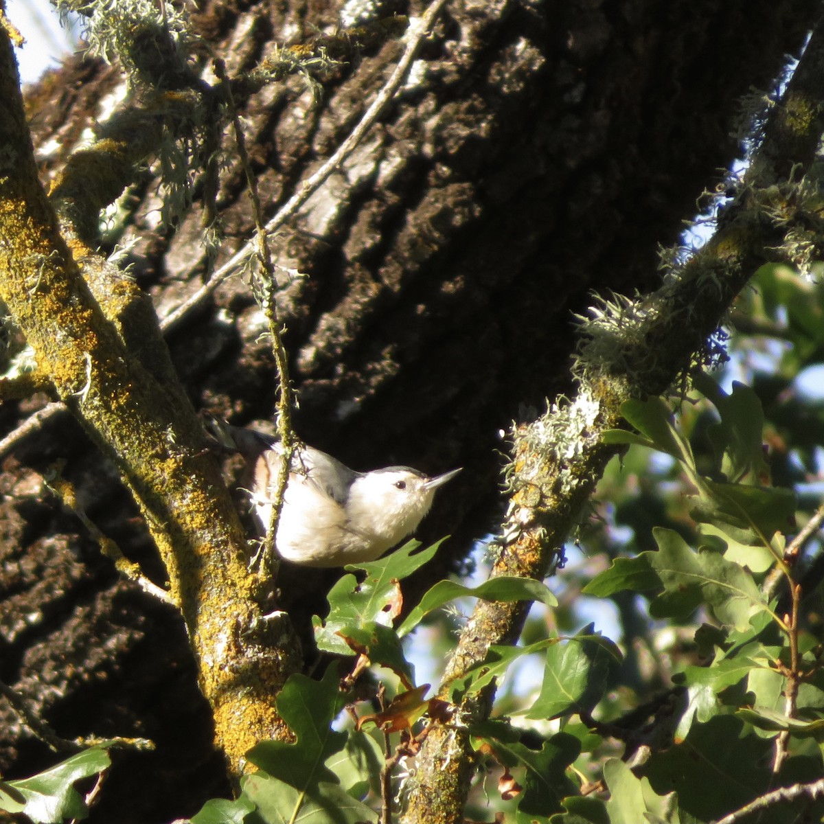 White-breasted Nuthatch - ML388797301