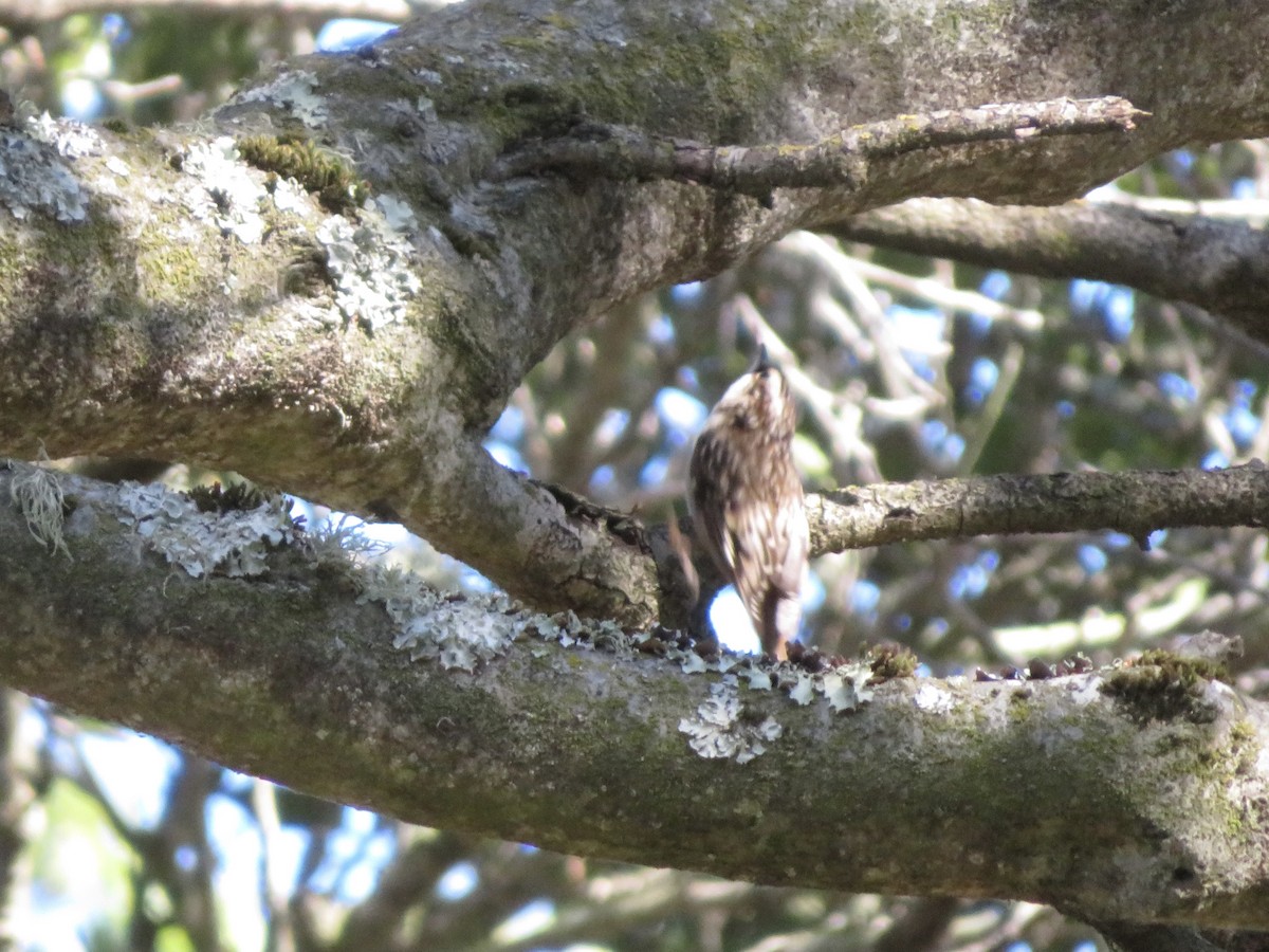 Brown Creeper - ML388797331