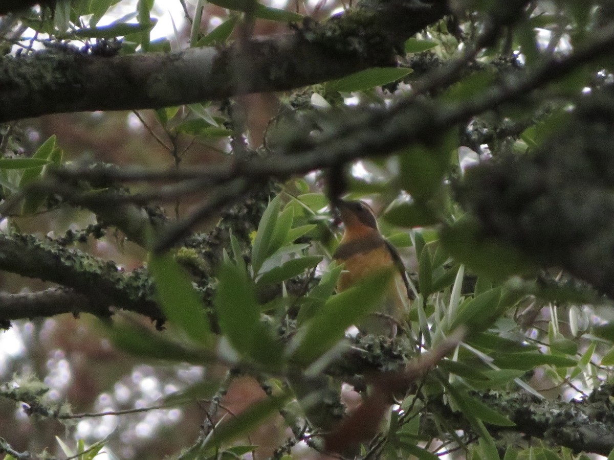 Varied Thrush - ML388797391