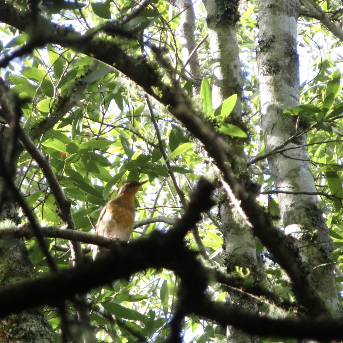 Varied Thrush - ML388797401