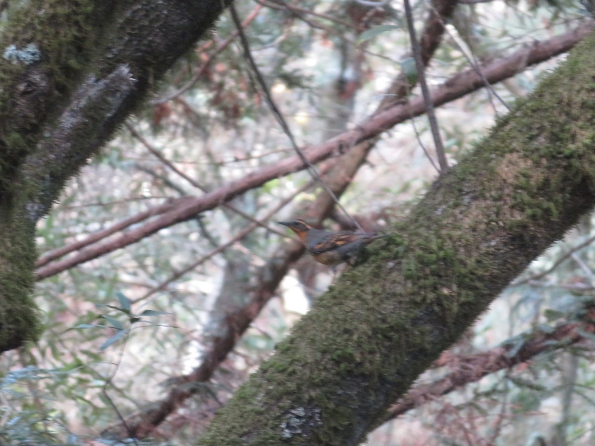 Varied Thrush - ML388797411