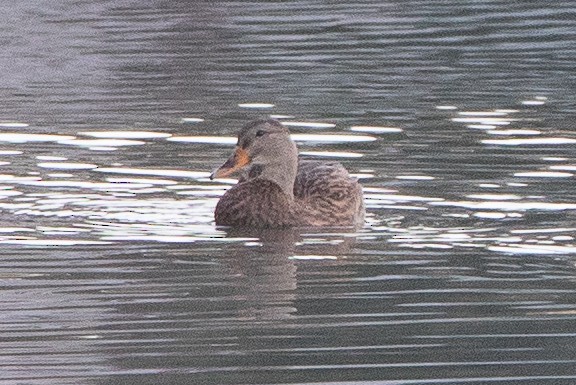 Canard colvert - ML388798051