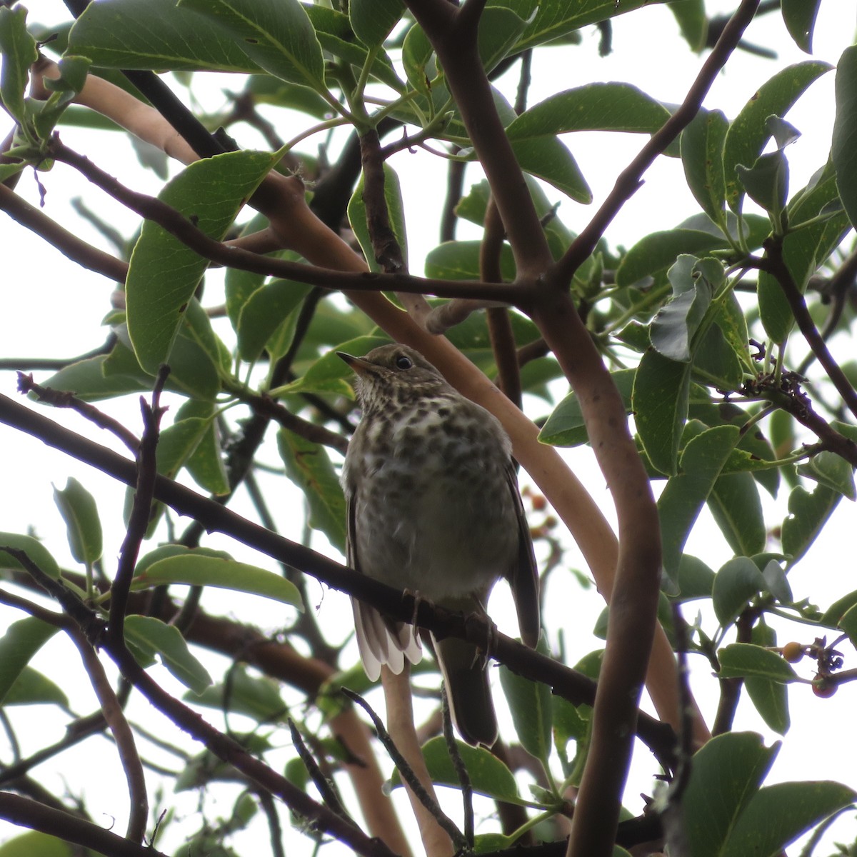 Hermit Thrush - ML388798091