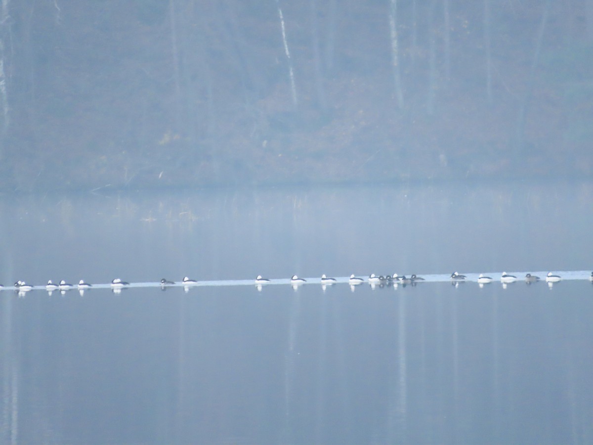 Bufflehead - Lynn Barber