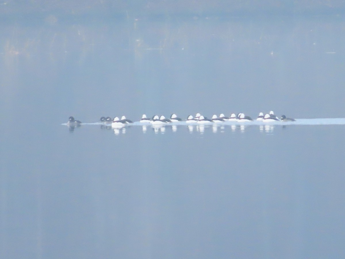 Bufflehead - Lynn Barber