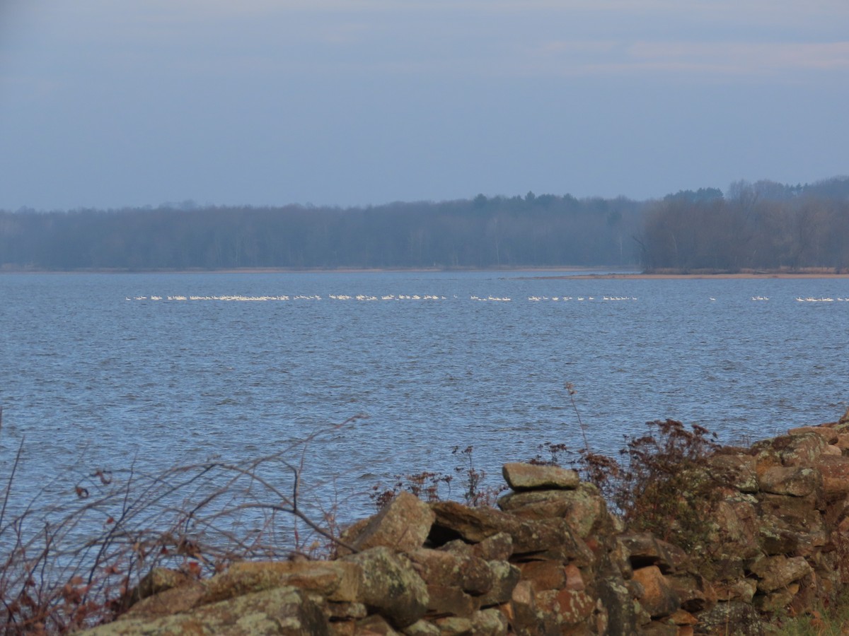 Tundra Swan - ML388803301