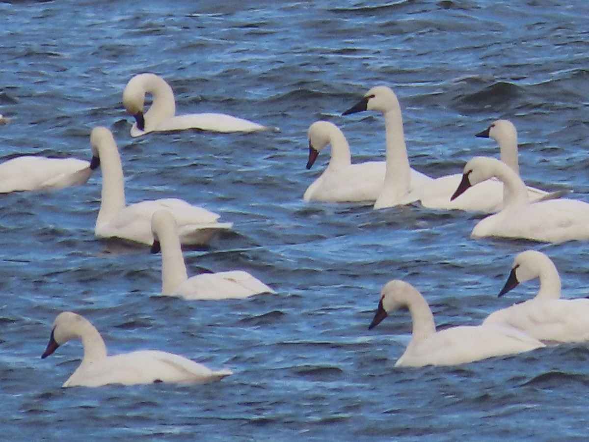 Tundra Swan - ML388803321