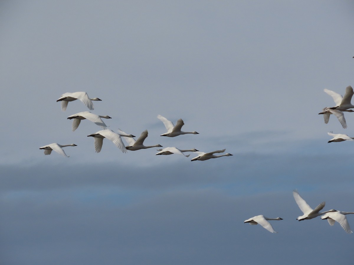 Tundra Swan - ML388803401