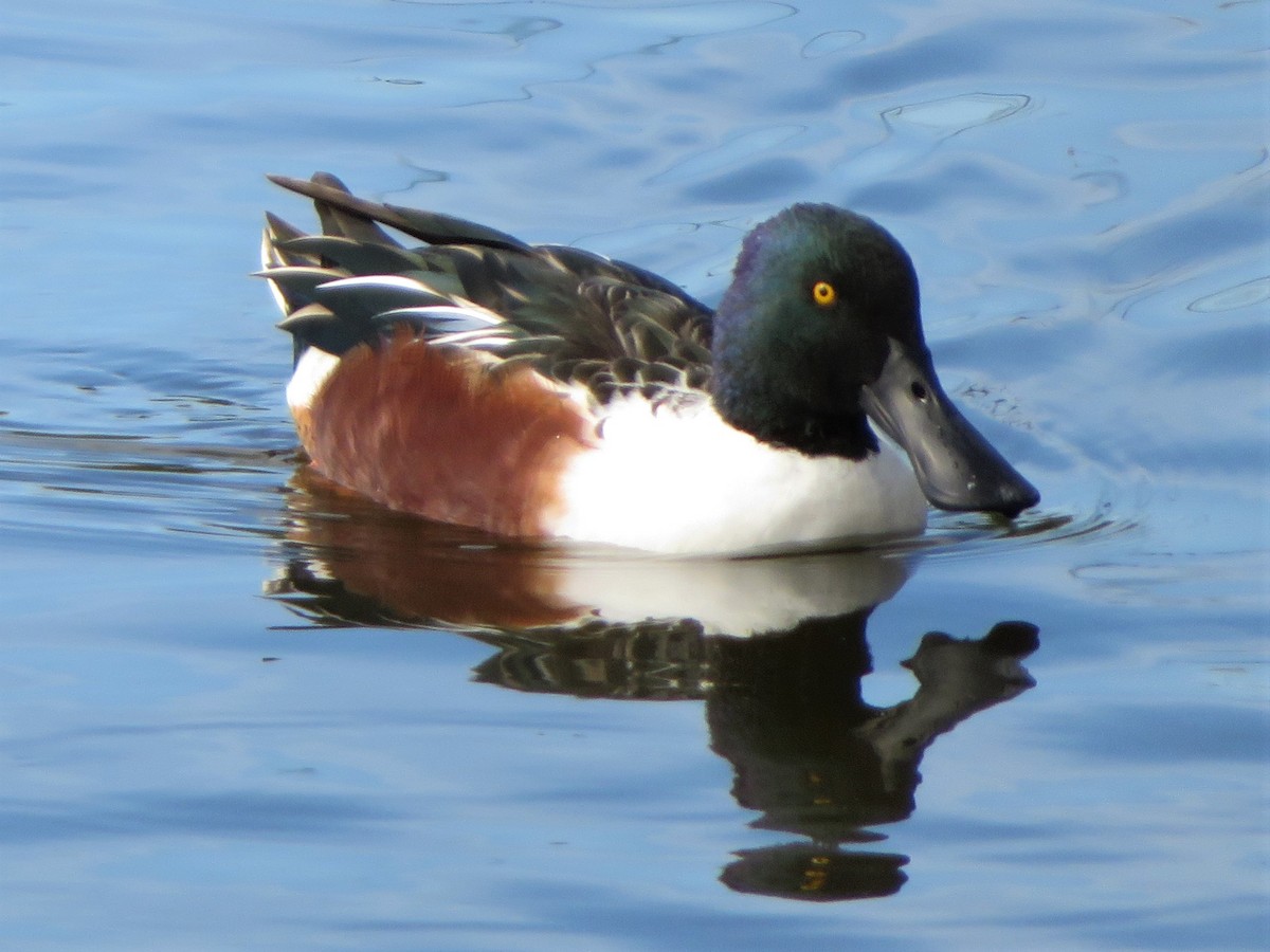 Northern Shoveler - Lisa Anderson