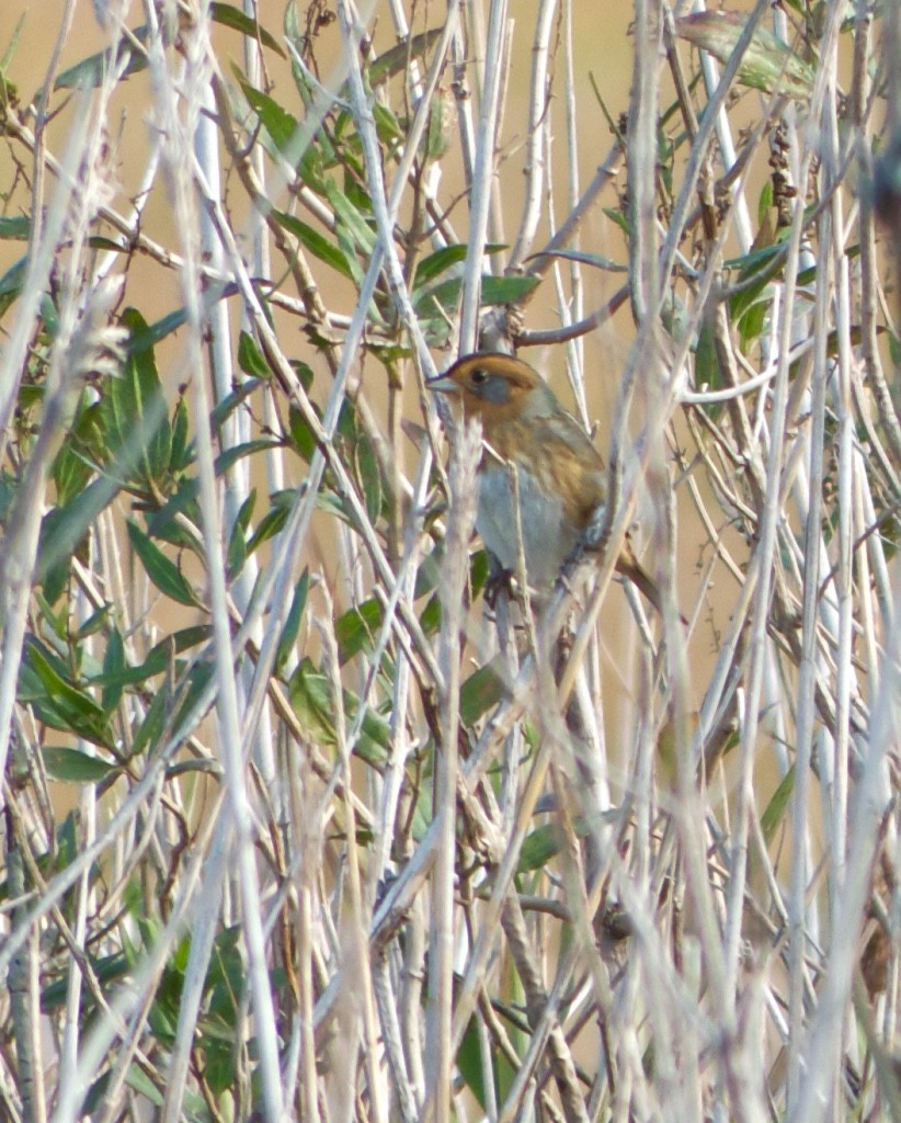 Nelson's Sparrow - ML38880391