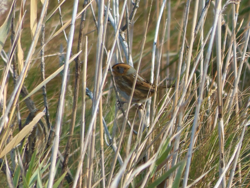 Nelson's Sparrow - ML38880411