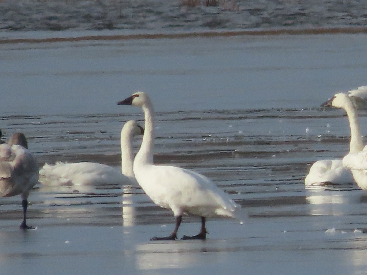 Cygne siffleur - ML388804271