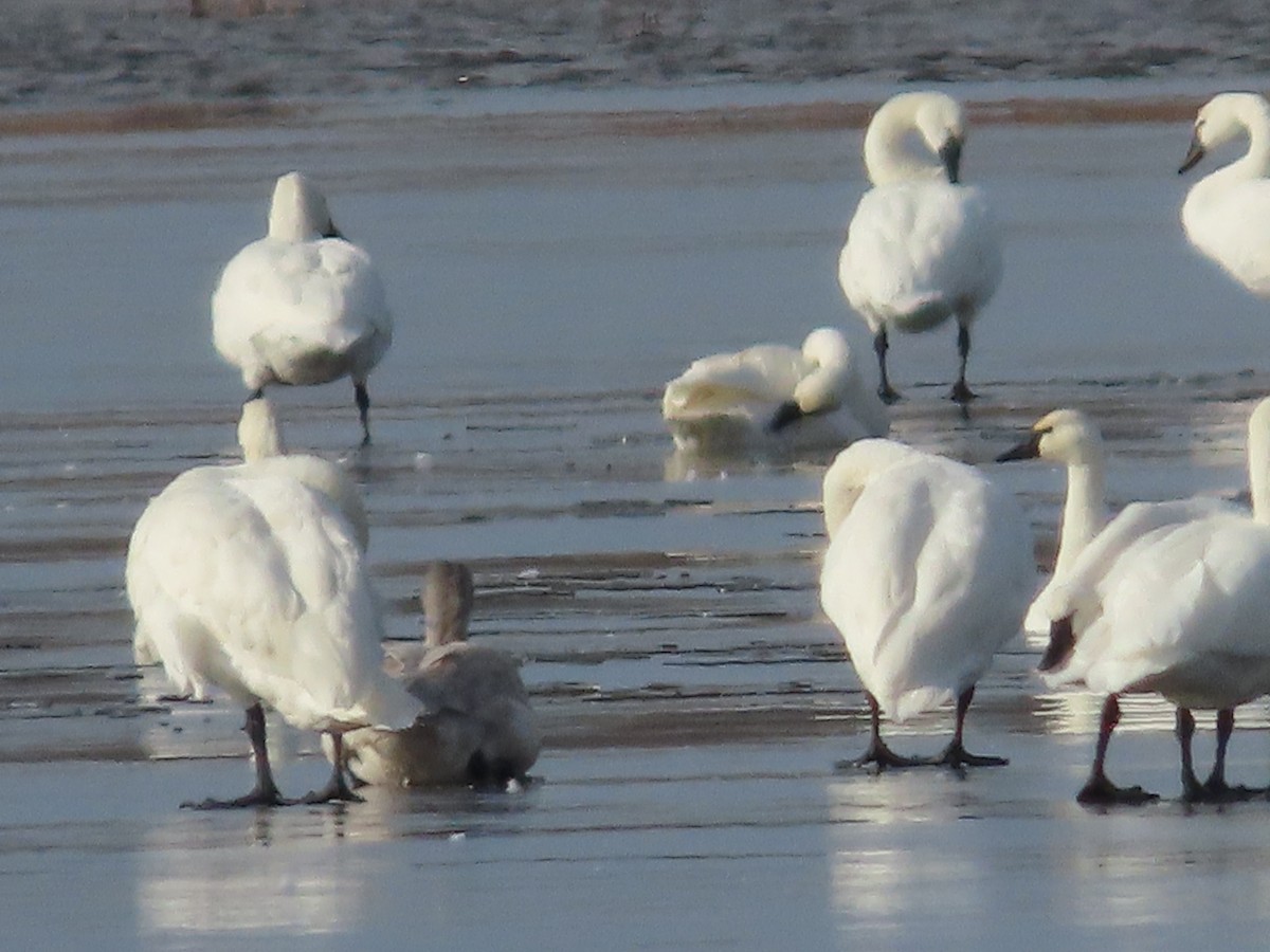 Tundra Swan - ML388804331