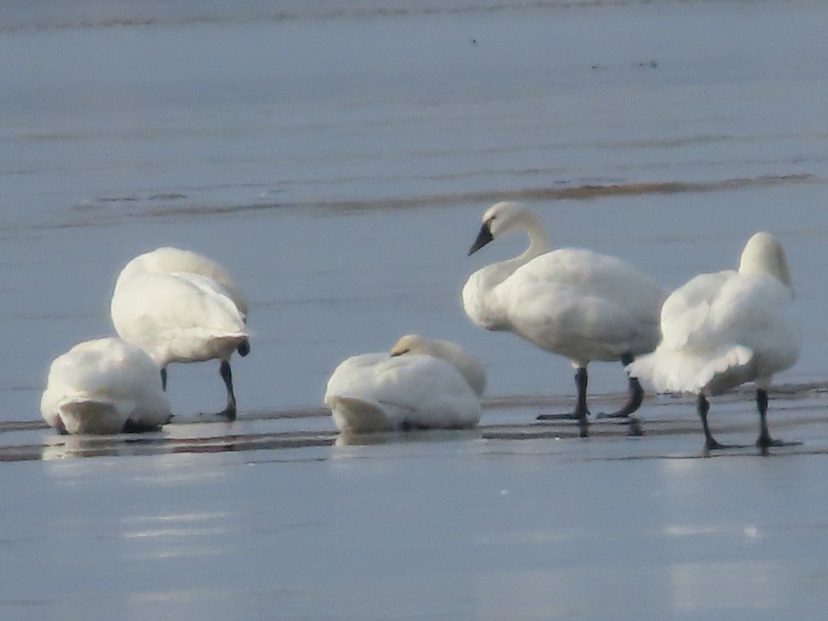 Cygne siffleur - ML388804431