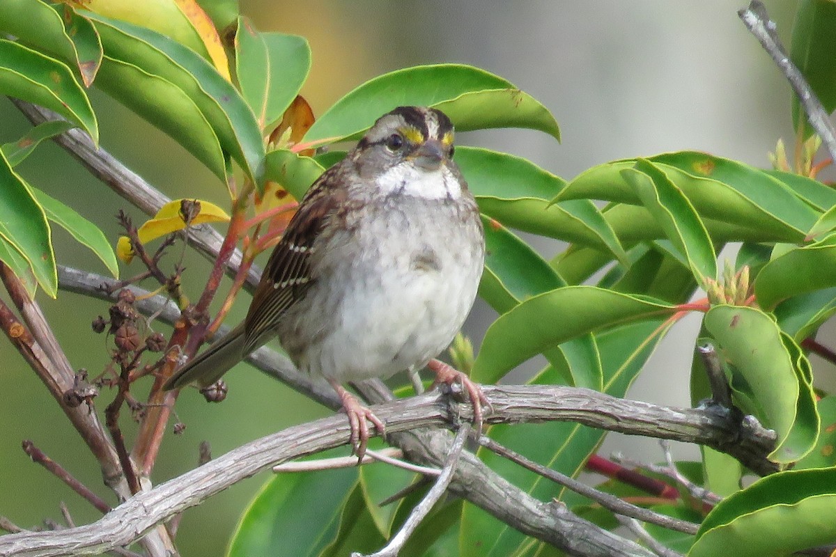 White-throated Sparrow - ML38880451