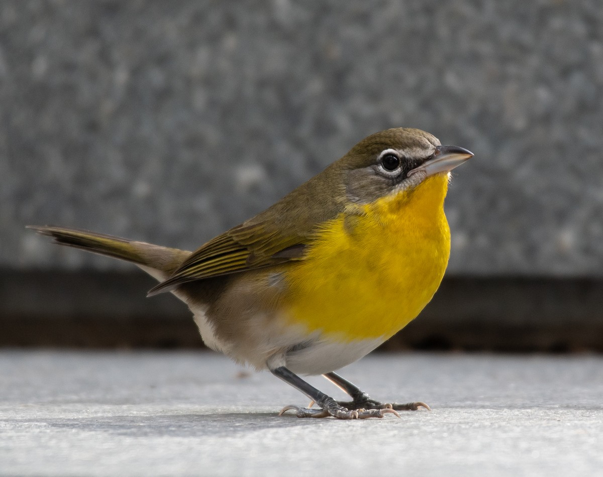 Yellow-breasted Chat - ML388805311