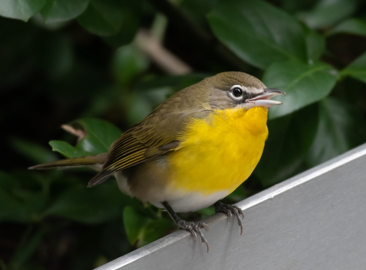 Yellow-breasted Chat - ML388805321