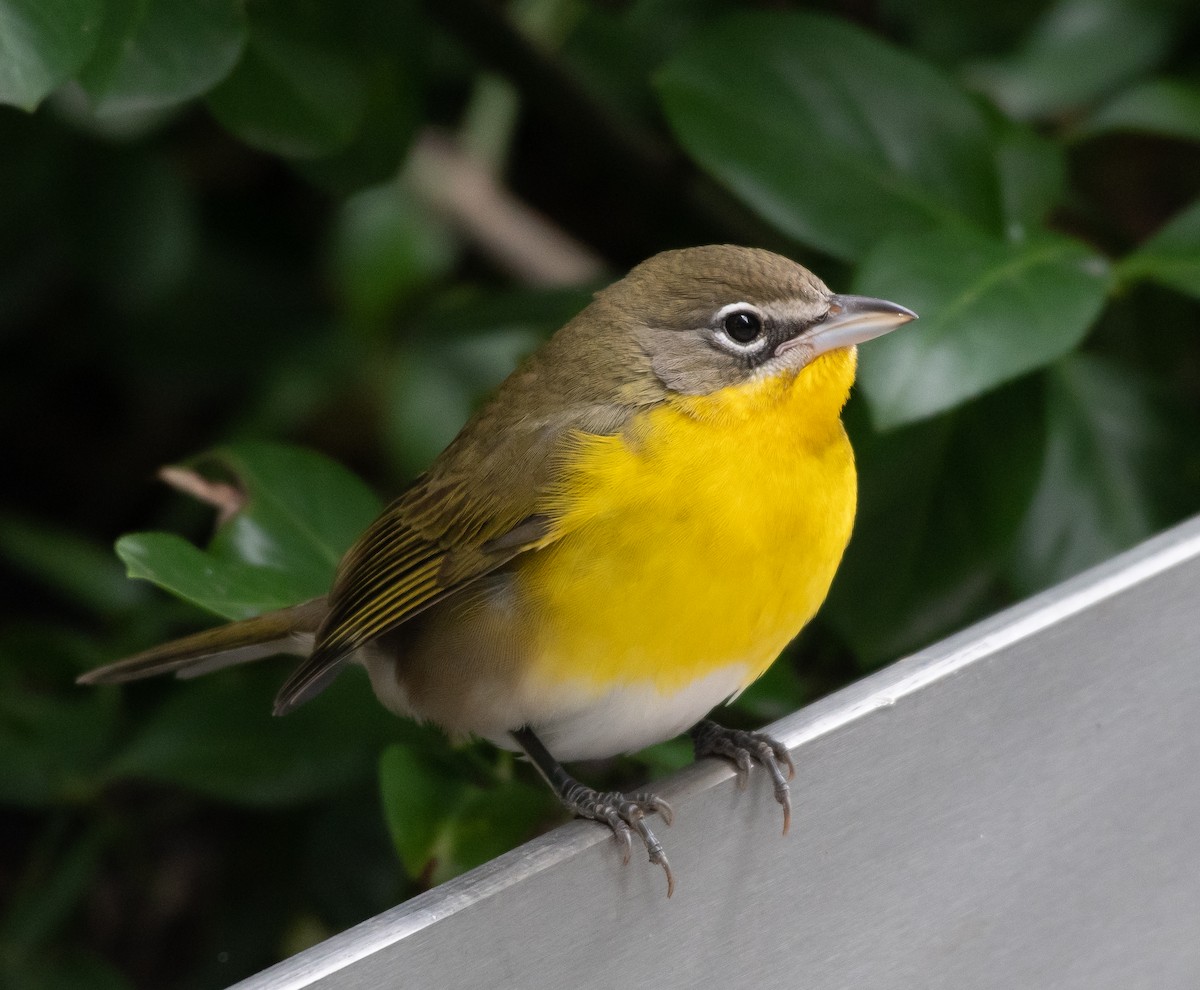 Yellow-breasted Chat - ML388805331