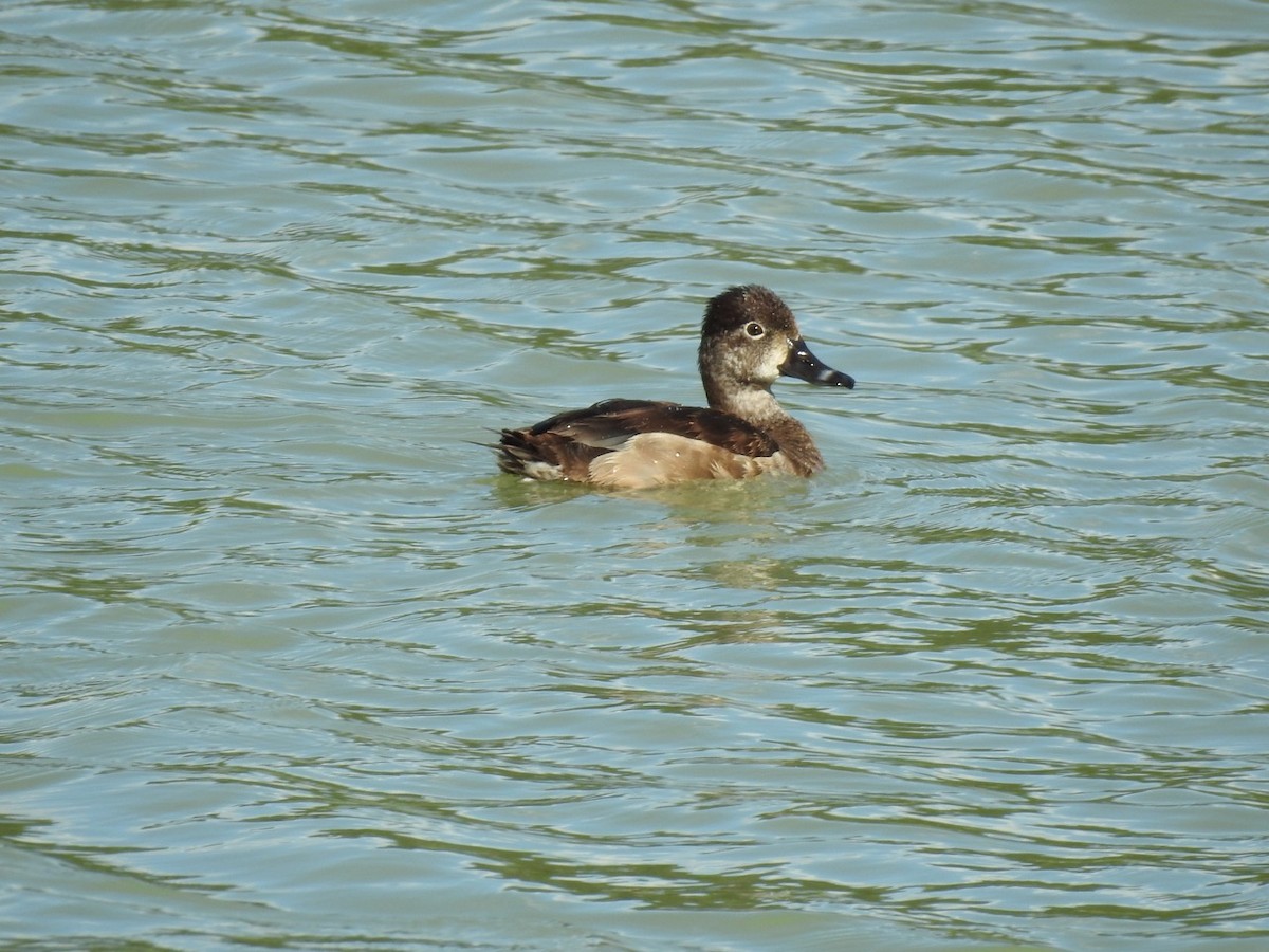 Ring-necked Duck - ML388805711