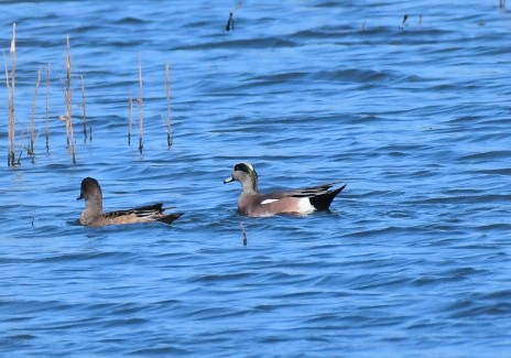 American Wigeon - ML388806201