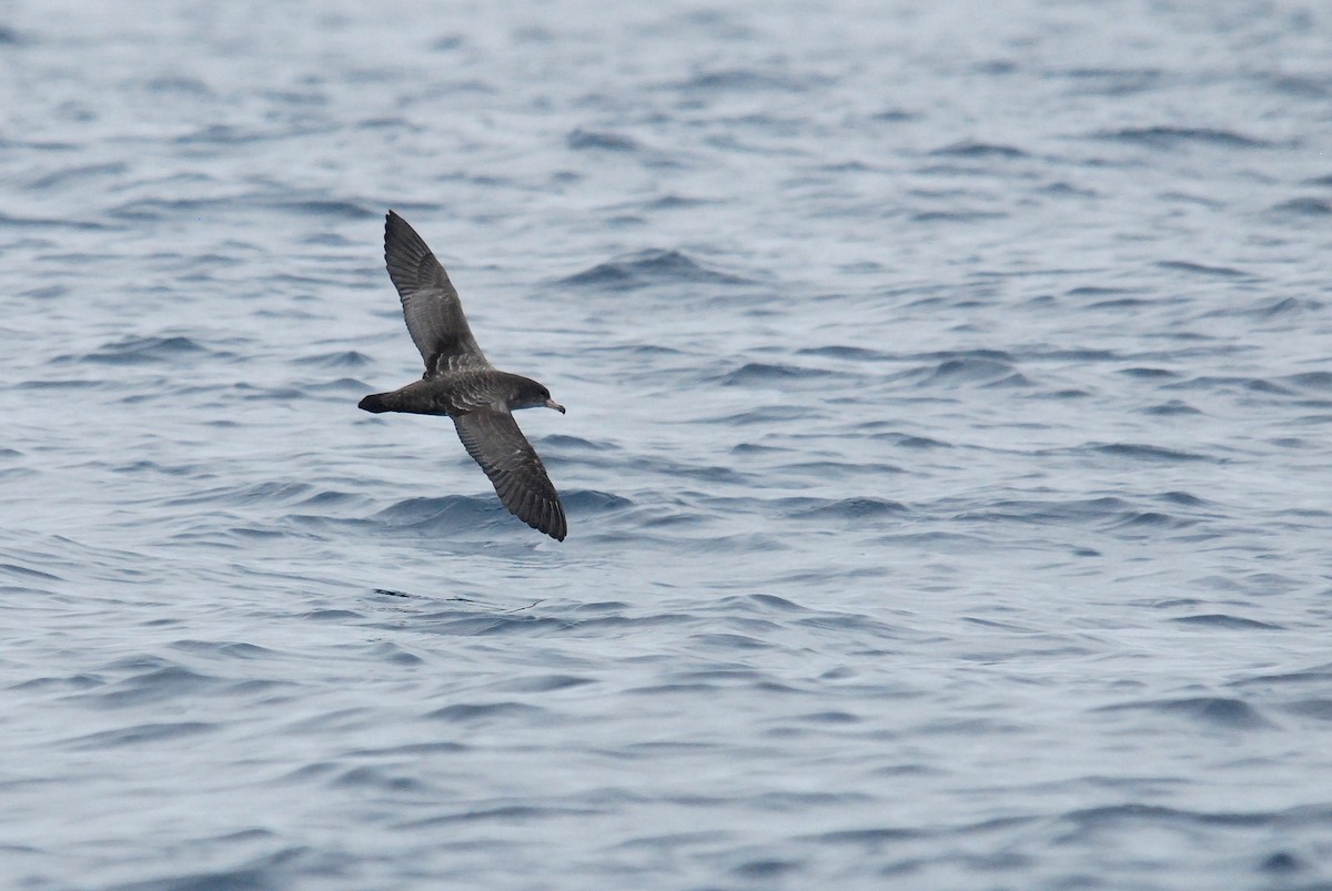 Pink-footed Shearwater - ML38881041